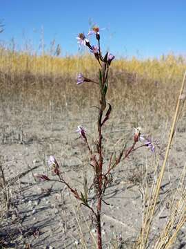 Image of sea aster