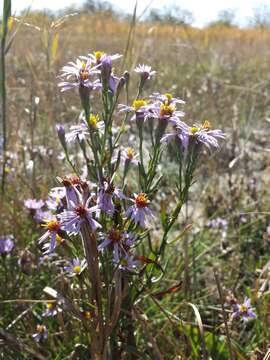 Image of sea aster