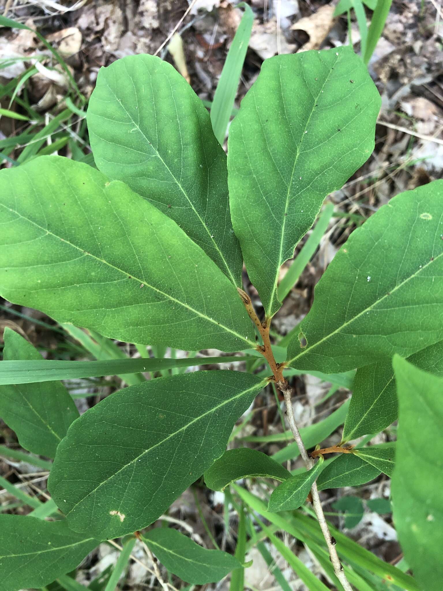 Image of Small-Flower Pawpaw