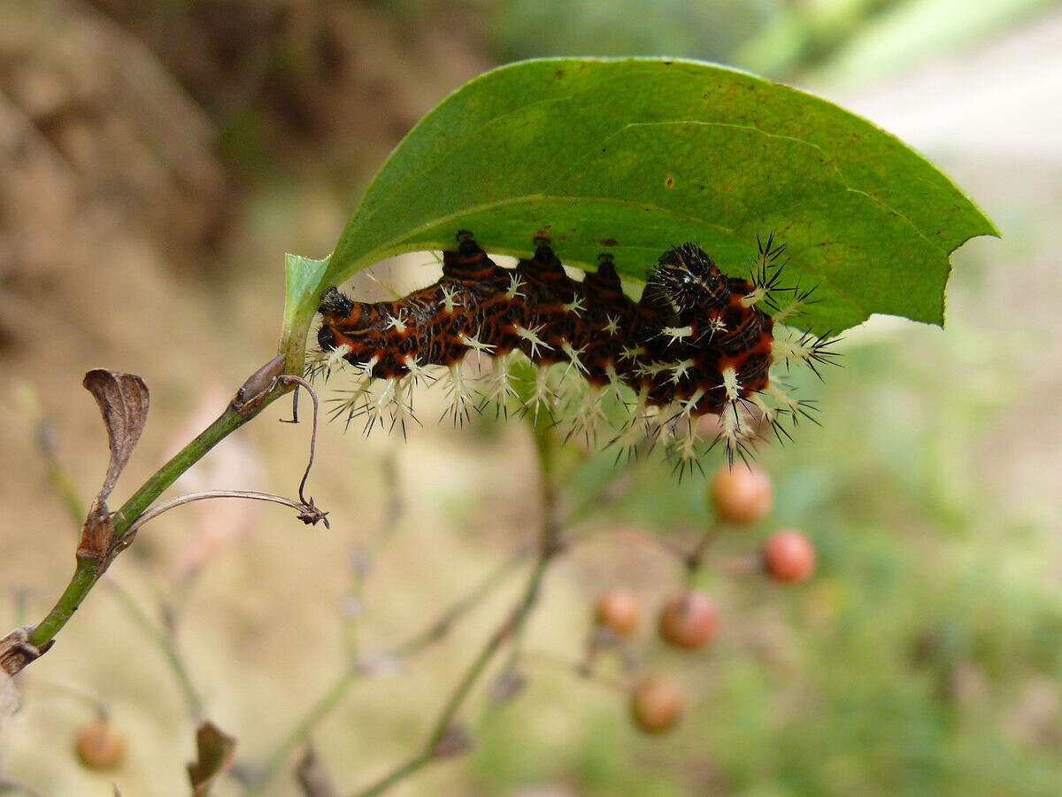 Image of China root