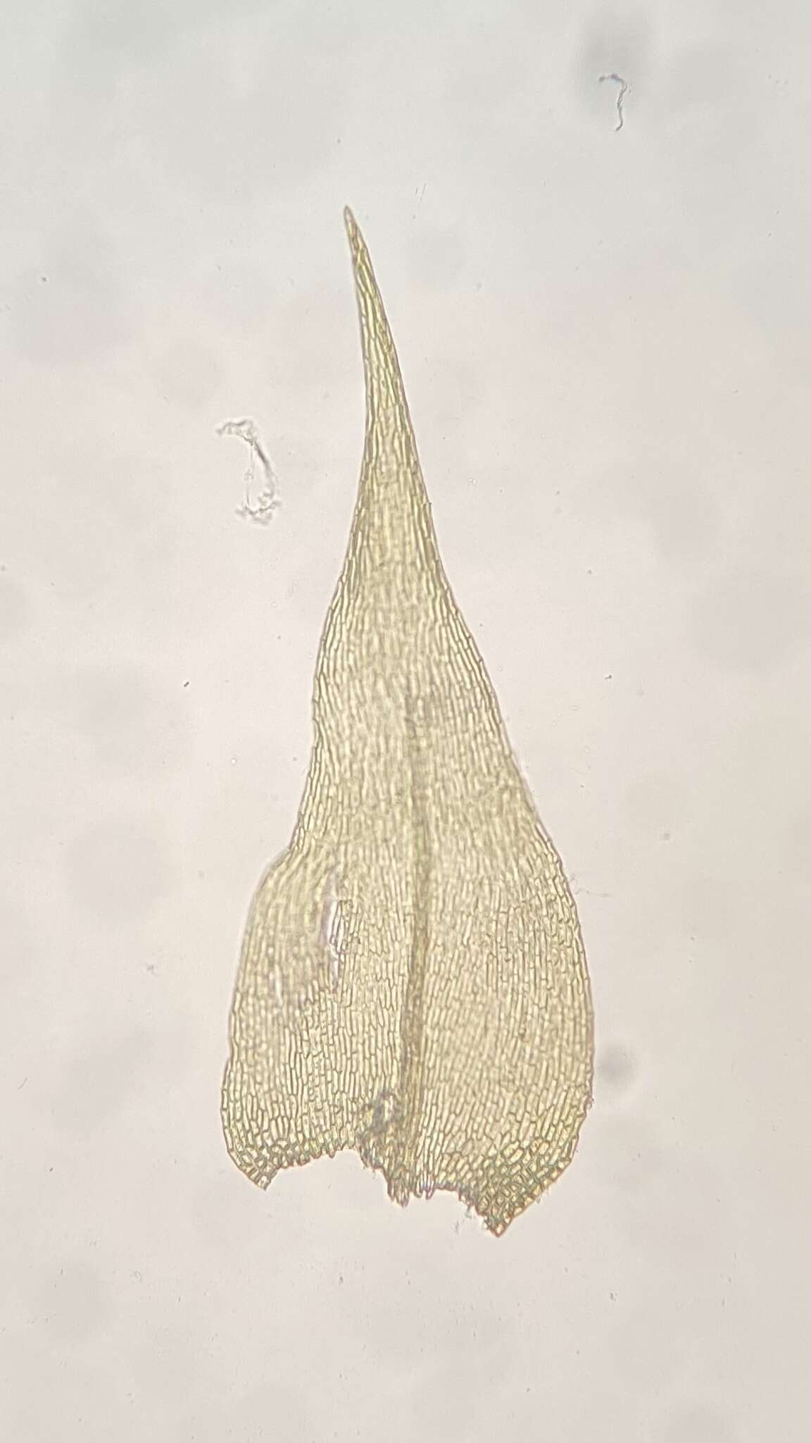 Image of <i>Campyliadelphus chrysophyllus</i>