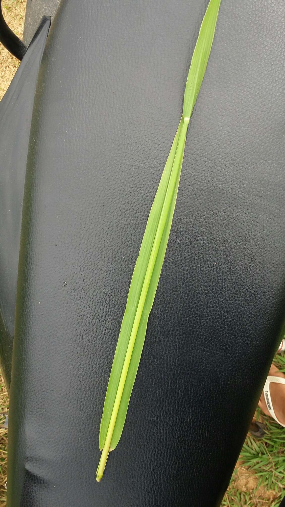 Image de Paspalum paniculatum L.