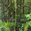 Grammatophyllum speciosum Blume的圖片