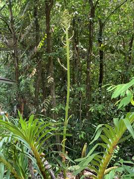 Grammatophyllum speciosum Blume的圖片