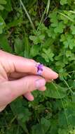 Plancia ëd Linaria amethystea (Vent.) Hoffmgg. & Link