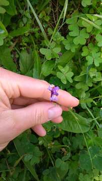 Image of Linaria amethystea (Vent.) Hoffmgg. & Link