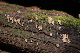 Image of Artomyces austropiperatus Lickey 2003