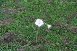 Image of Latin Thorn-Apple