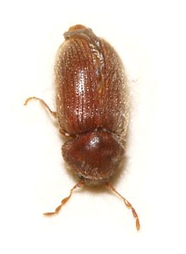 Image of drugstore beetle