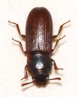 Image of Confused flour beetle