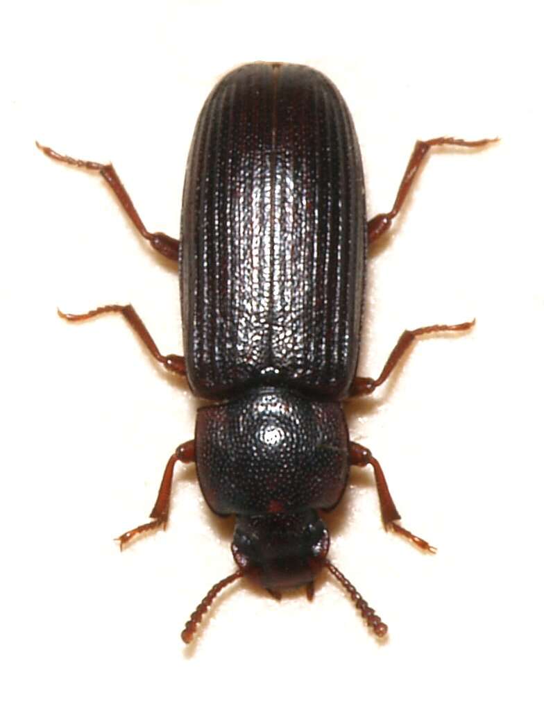 Image of Dark Flour Beetle