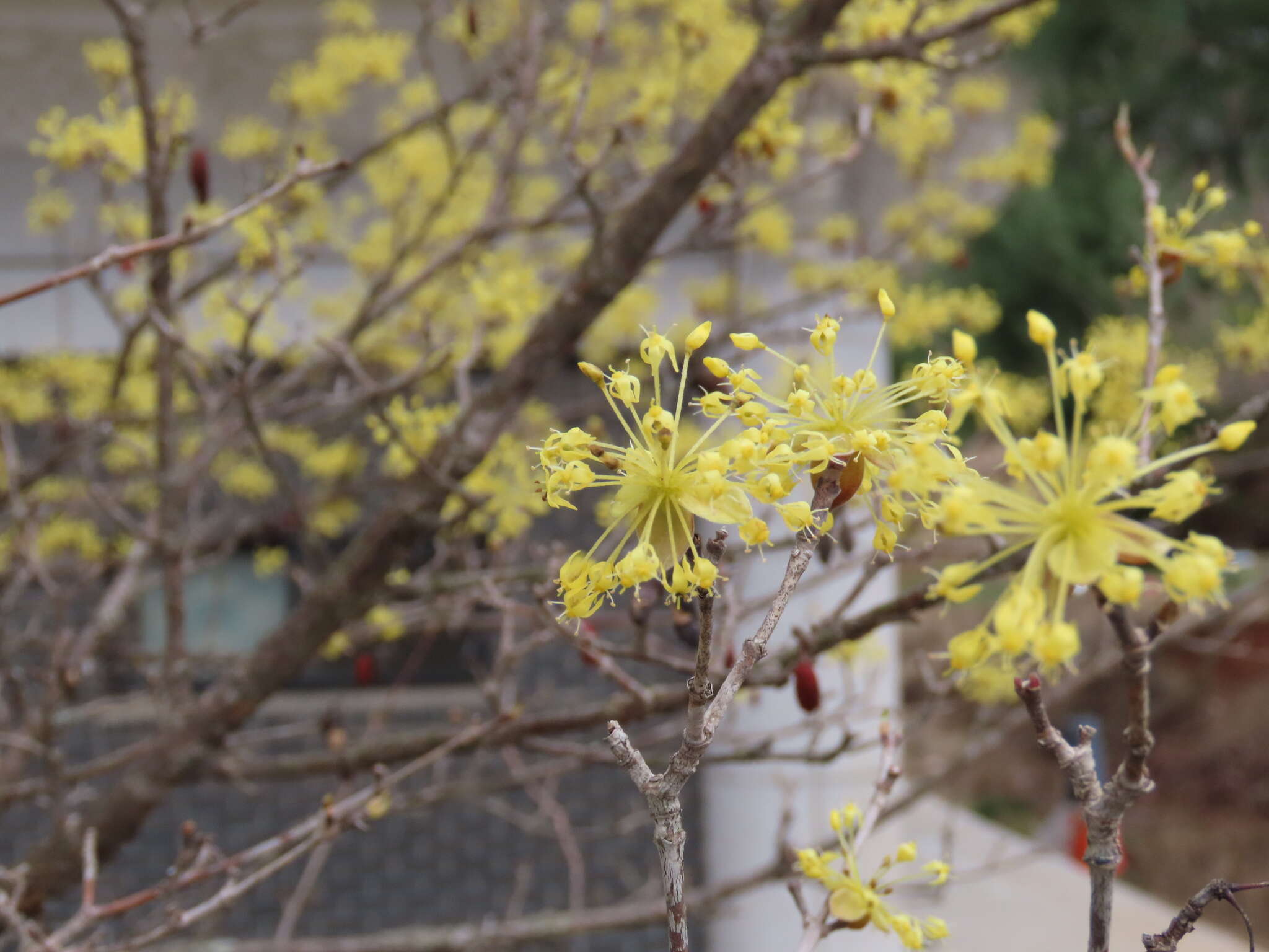 Plancia ëd Cornus officinalis Siebold & Zucc.