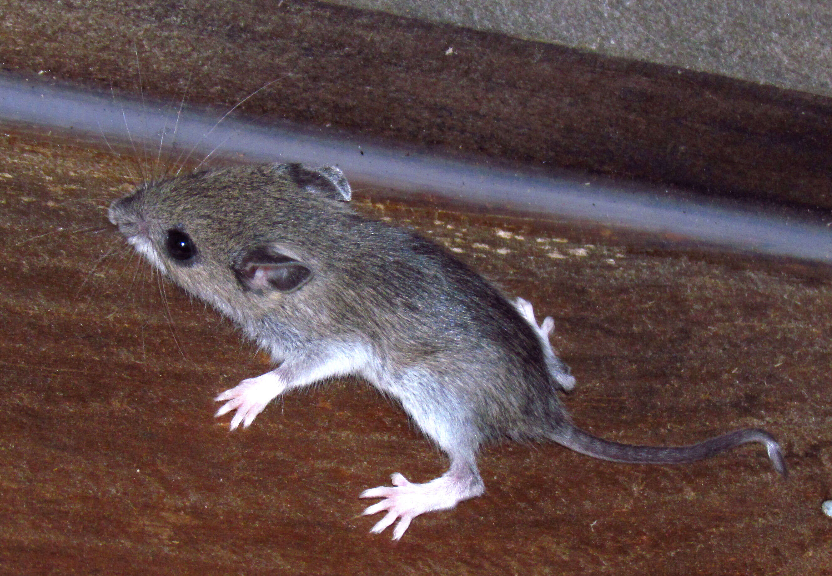 Image de Souris à pattes blanches