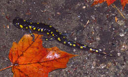 Слика од Ambystoma maculatum (Shaw 1802)