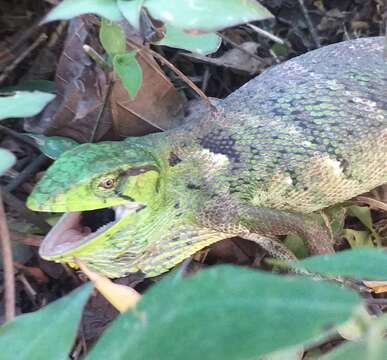 Image of Common Monkey Lizard