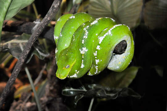 Image of Green Python