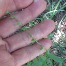 Imagem de Myosotis macrosperma Engelm.