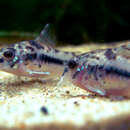 Image of Salt and pepper catfish