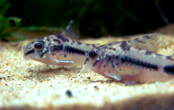 Image of Salt and pepper catfish