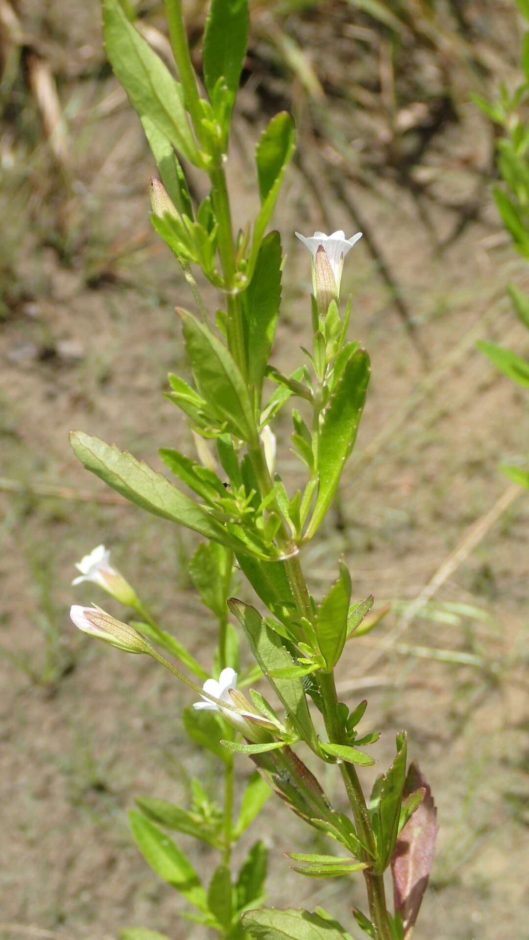 Mecardonia acuminata (Walt.) Small resmi