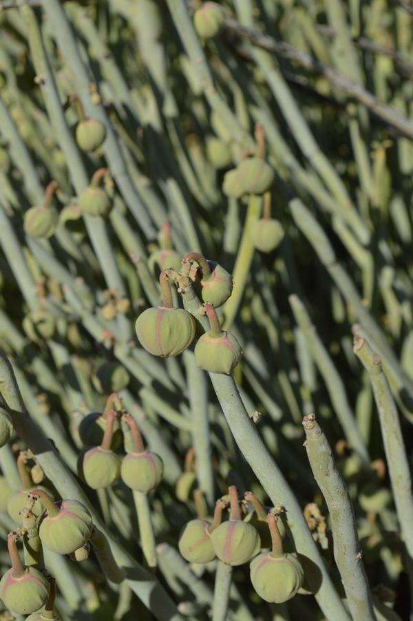 Image of Euphorbia gregaria Marloth