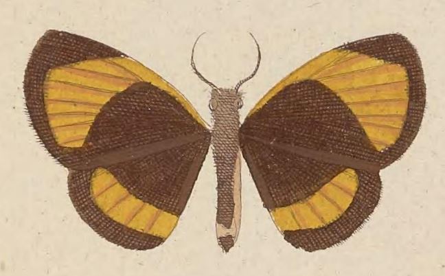 Image of <i>Callidula evander</i> Cramer 1782