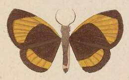 Image of Callidula evander Cramer 1782
