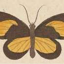 Image of Callidula plioxantha Kirsch 1877