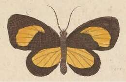 Image of Callidula plioxantha Kirsch 1877