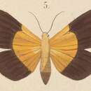 Image of Baputa dichroa Kirsch 1877