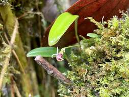 Image of Diodonopsis anachaeta (Rchb. fil.) Pridgeon & M. W. Chase