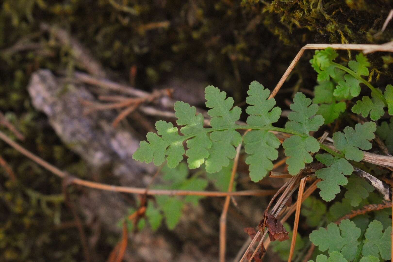 Sivun Woodsia obtusa subsp. occidentalis Windham kuva