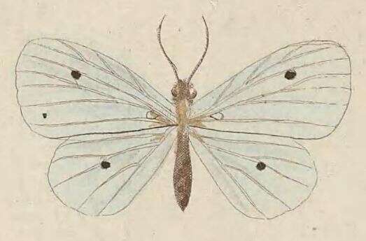 Image of Derxena nivea Kirsch 1877