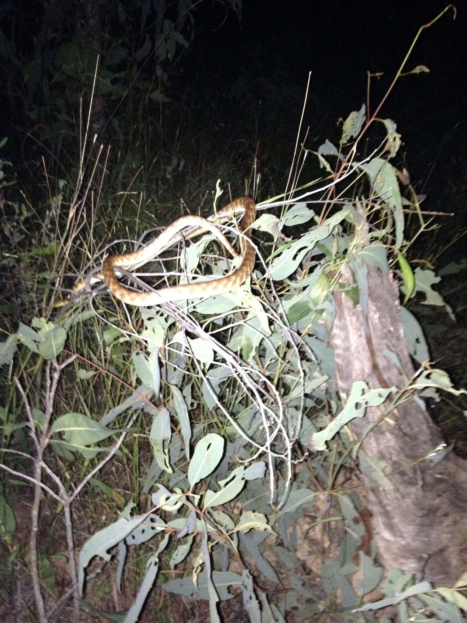 Image of Brown tree snake