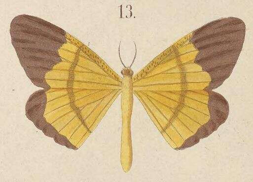 Image of Eumelea genuina Kirsch 1877