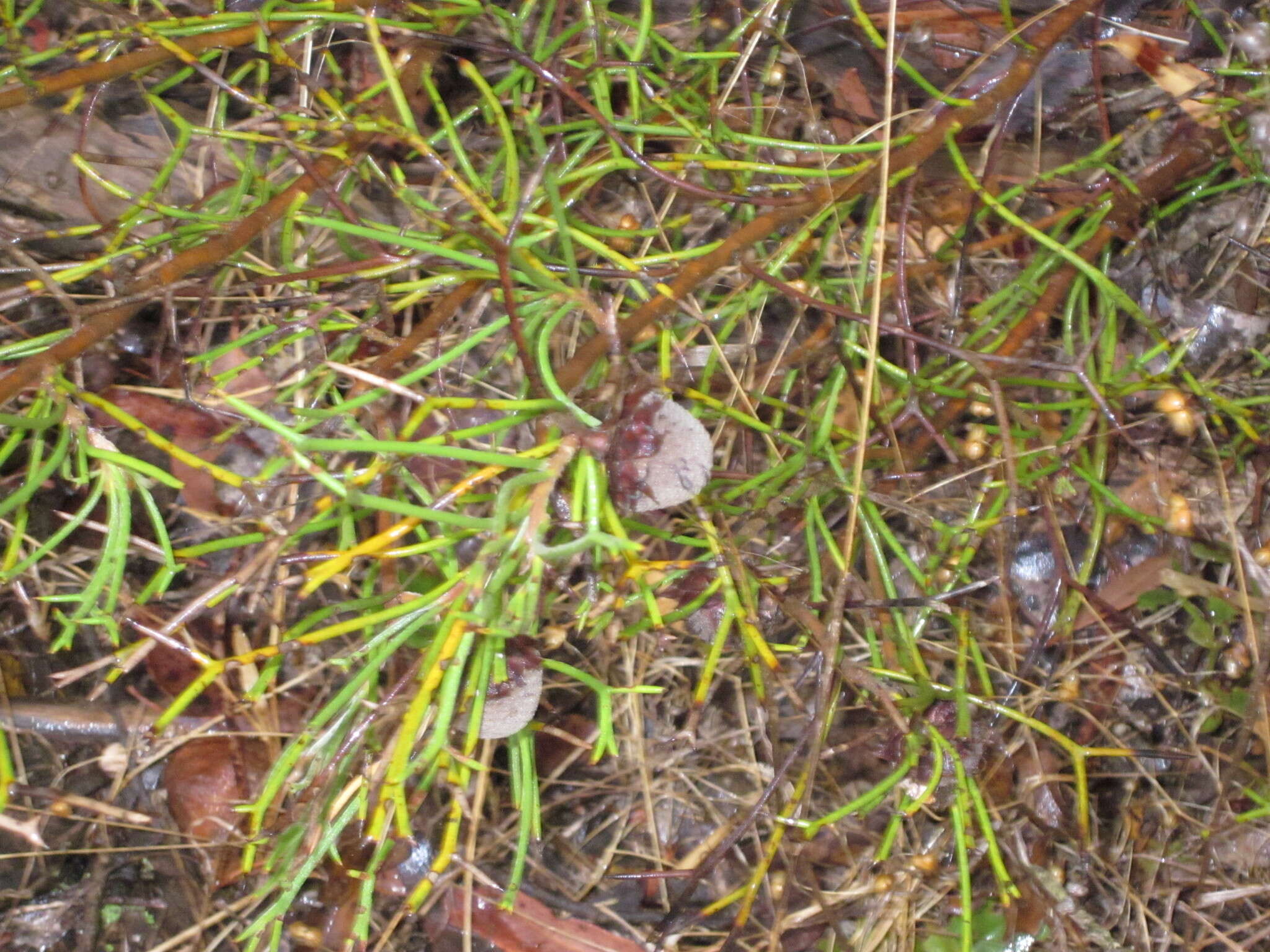 Image of nodding coneflower