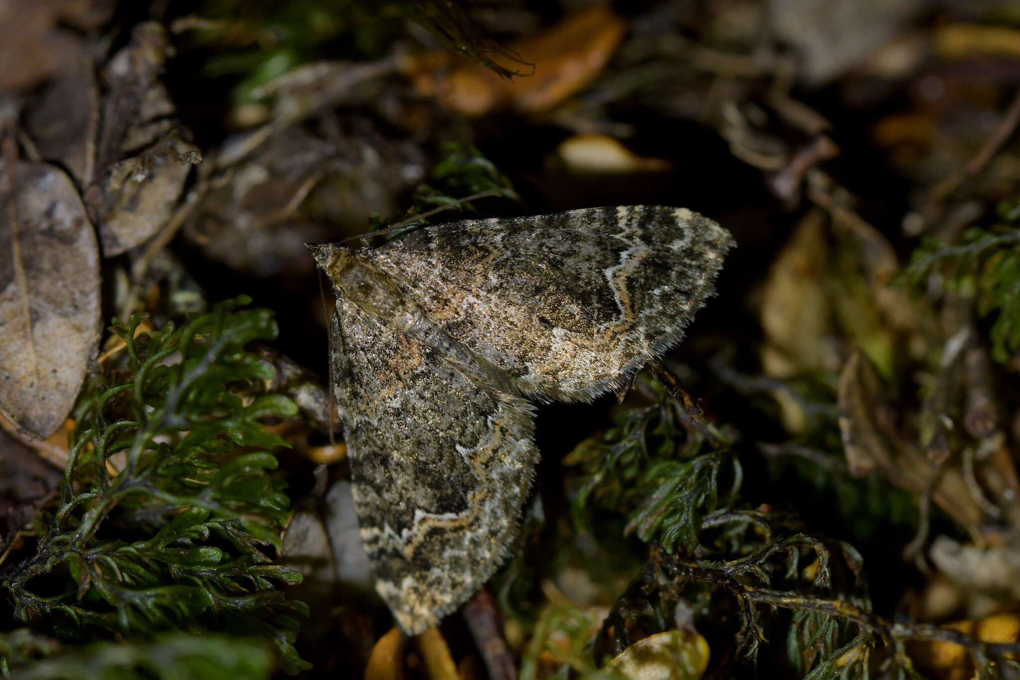 Hydriomena hemizona resmi