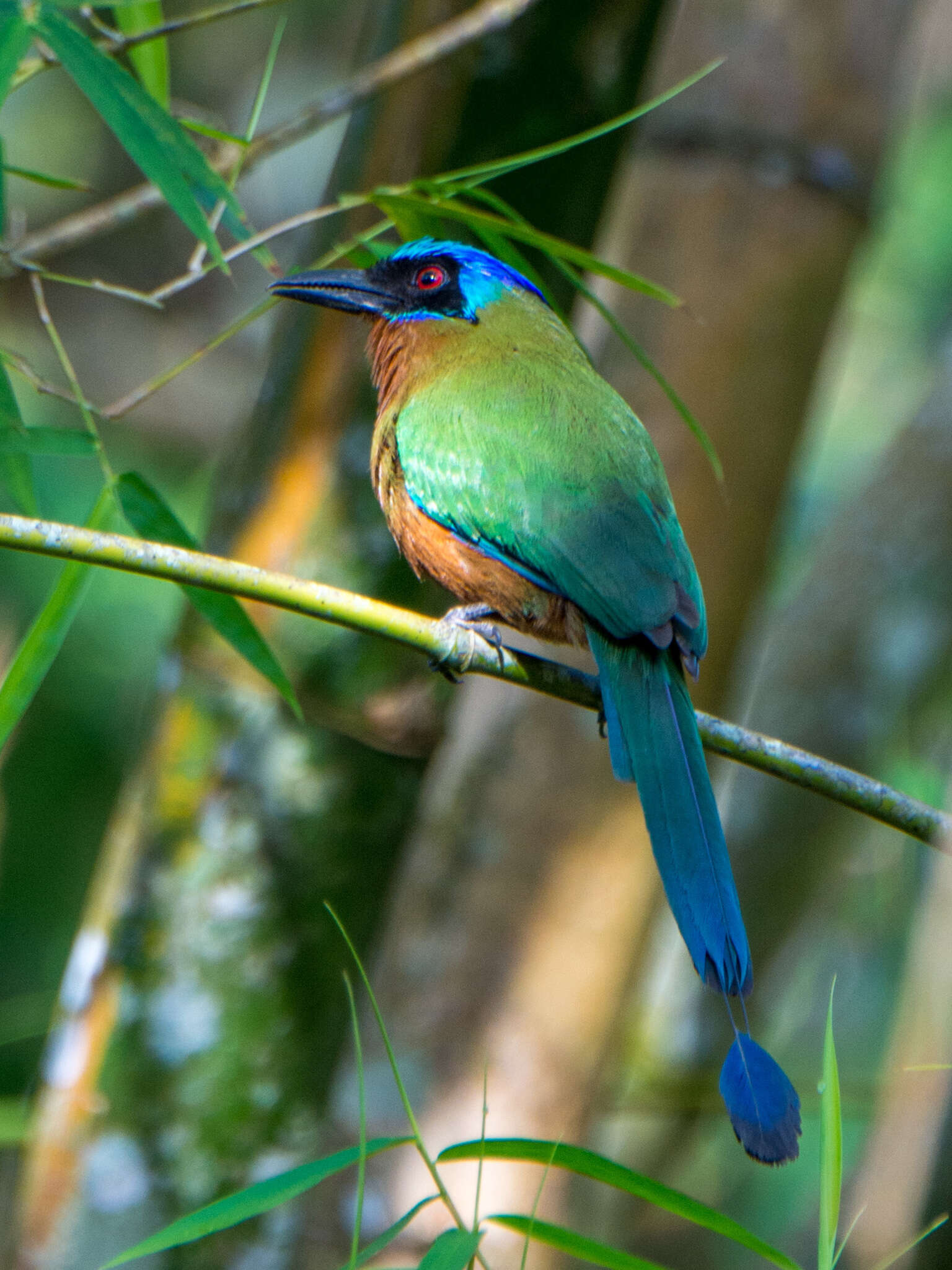 Image of Trinidad Motmot