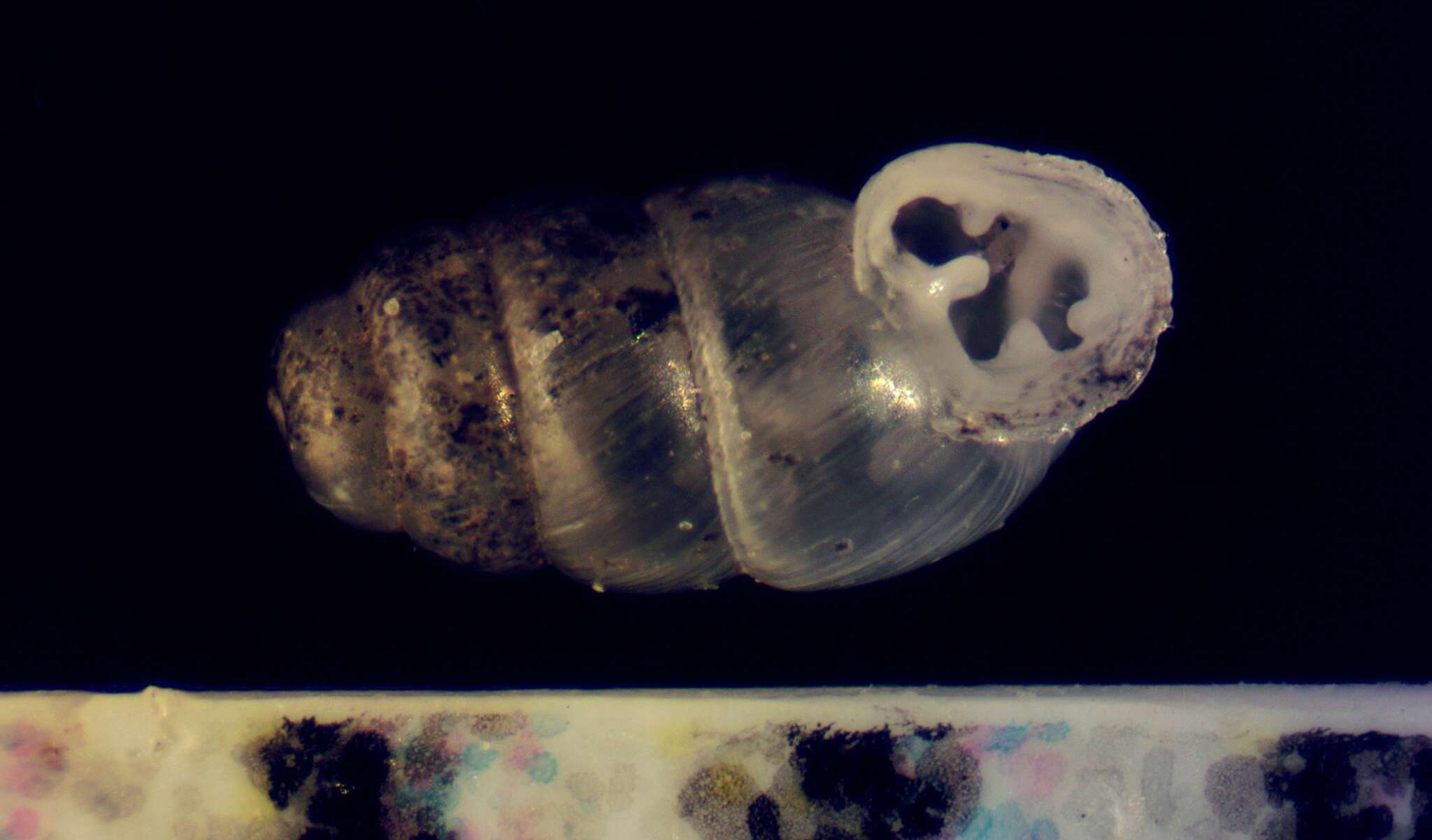 Image of Gastrocopta pilsbryana (Sterki 1890)