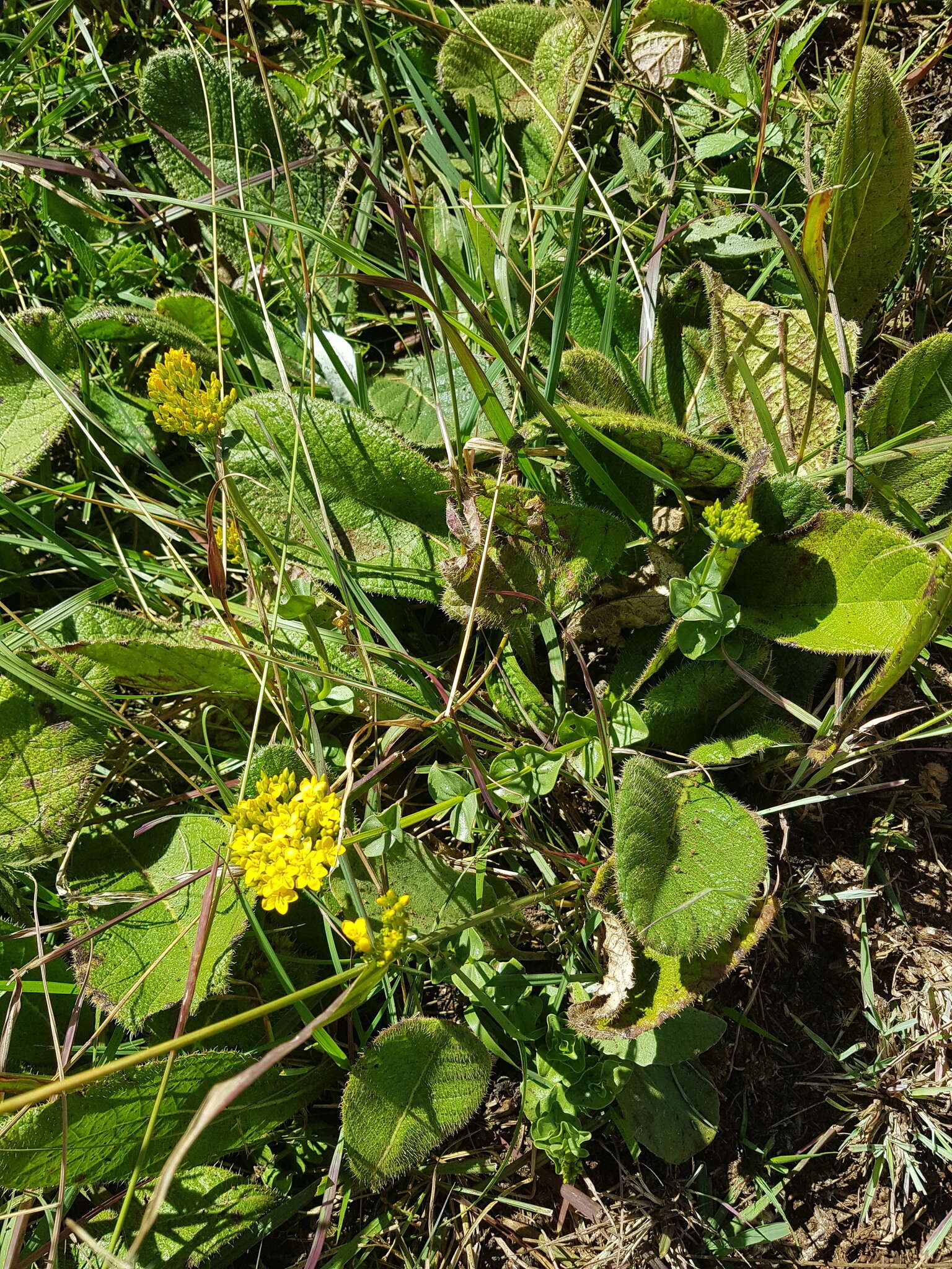 Image of Sebaea leiostyla Gilg