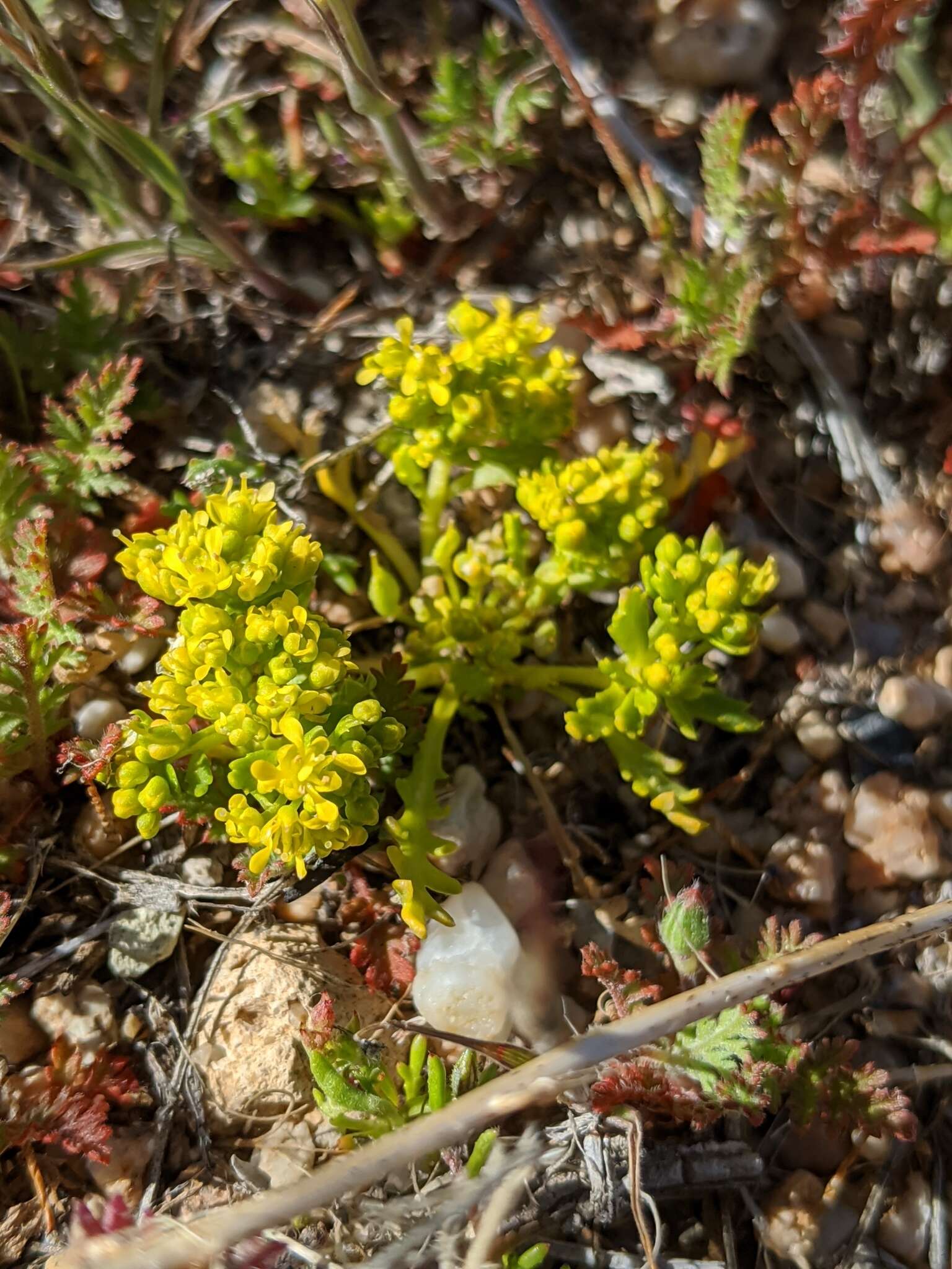 Sivun Lepidium flavum Torr. kuva