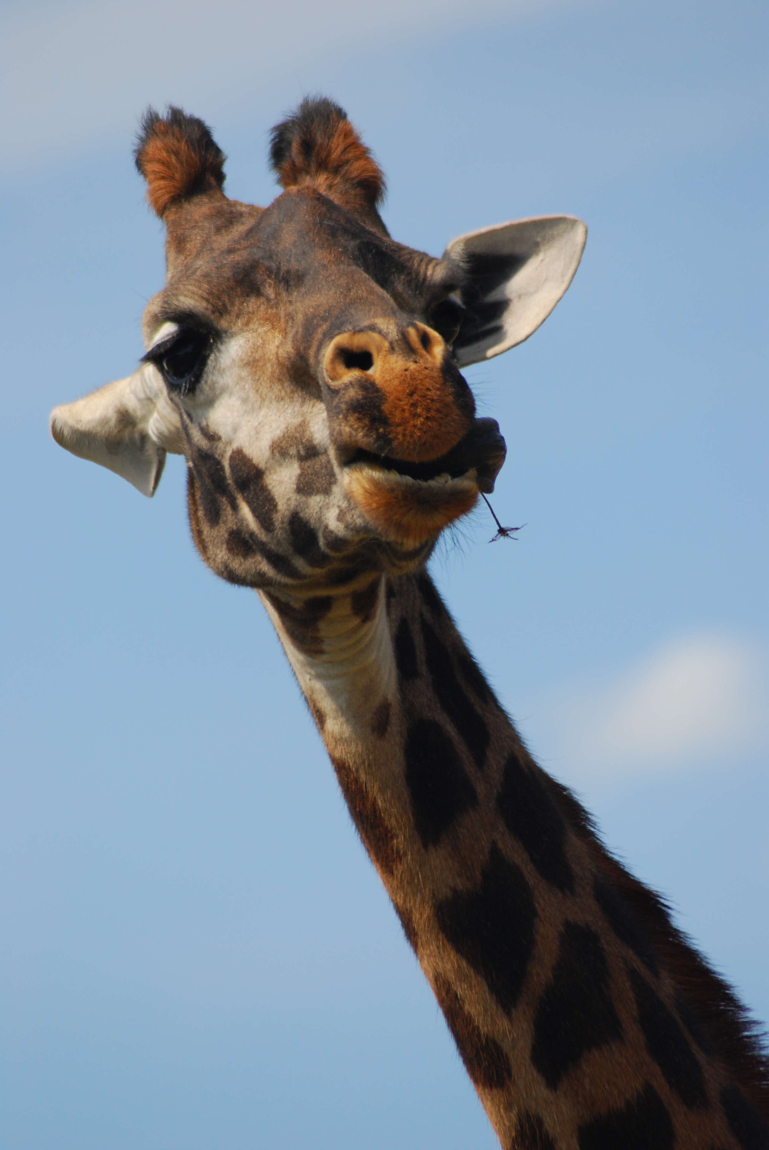 Image of Giraffe