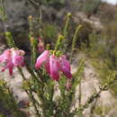 Image of nine-pin heath