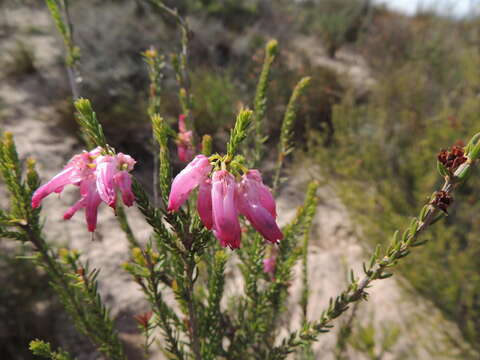 Image of nine-pin heath