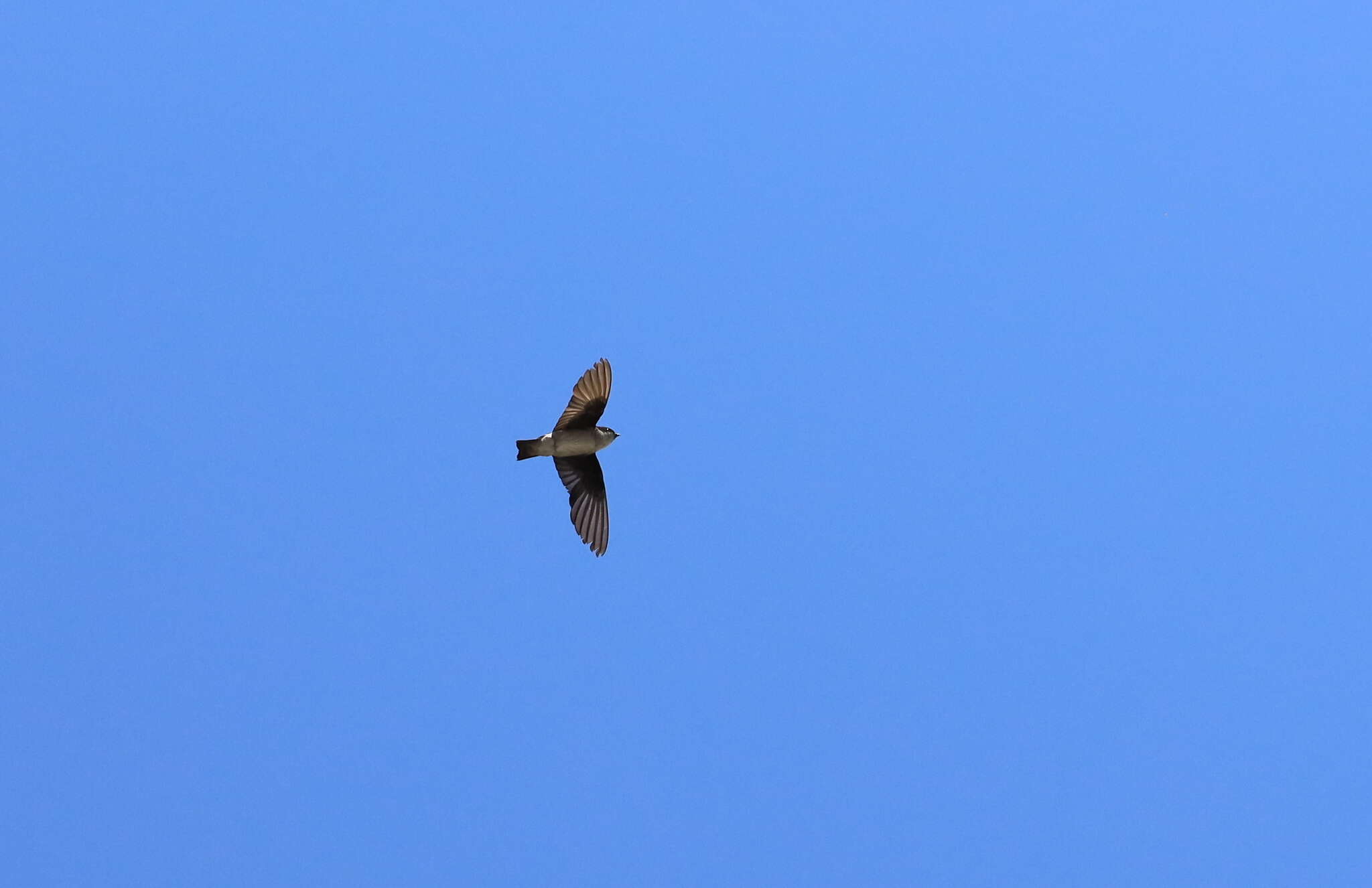 Image of Asian House Martin