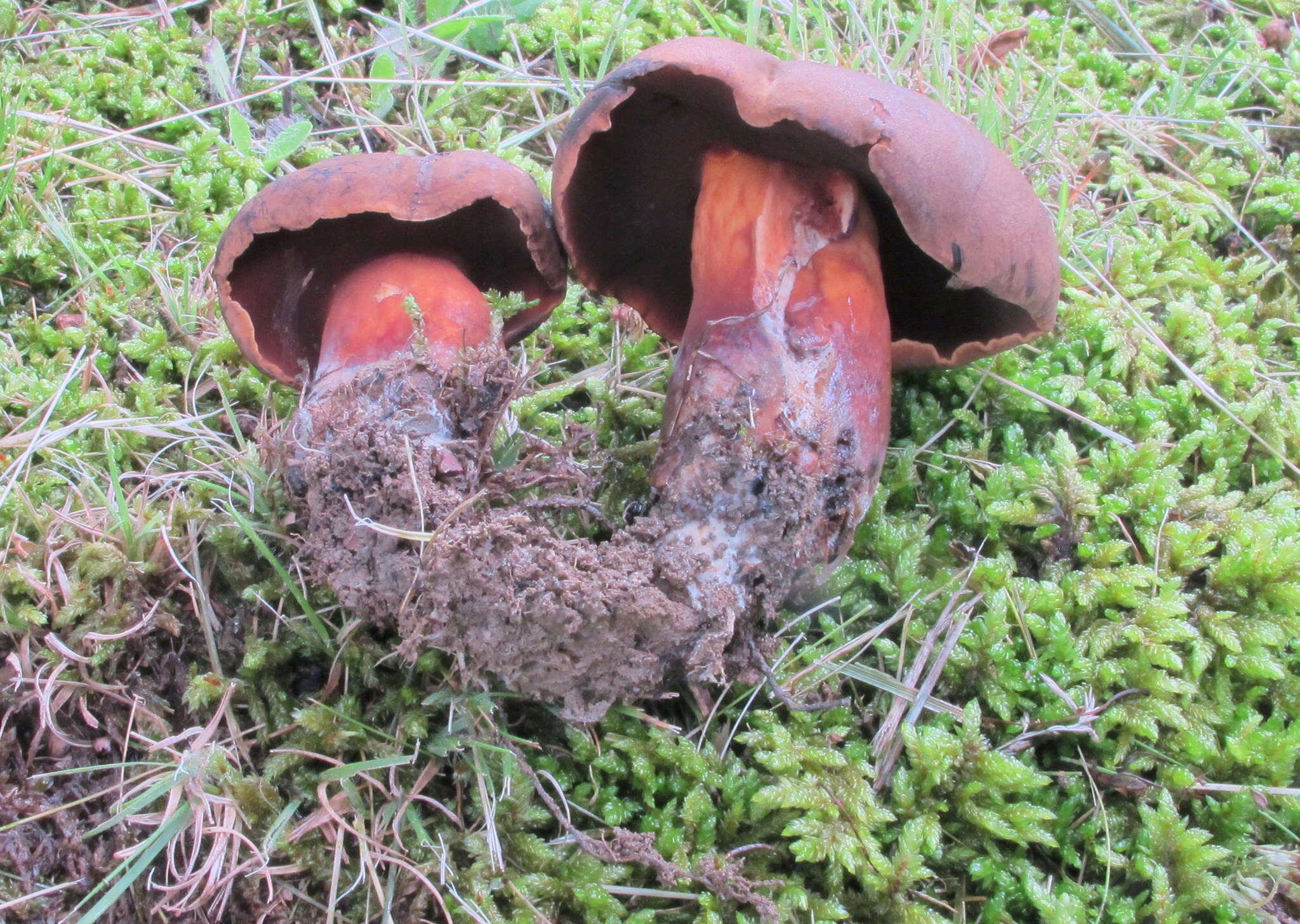 Image of Boletus vermiculosus Peck 1872