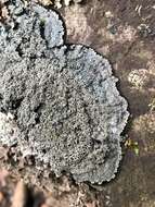 Image of matted lichen