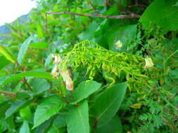 Image of Corydalis ophiocarpa Hook. fil. & Thomson