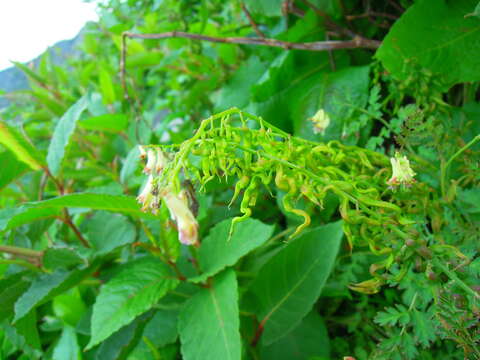 Image of Corydalis ophiocarpa Hook. fil. & Thomson