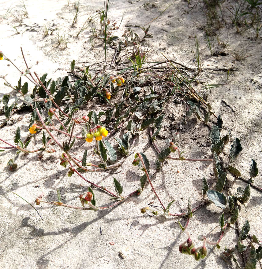 Image of Hermannia decumbens Willd.